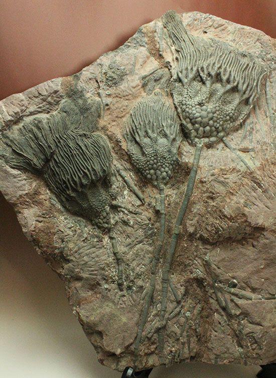 Image - #crinoid #fossil https://en.wikipedia.org/wiki/Crinoid - Post 1474