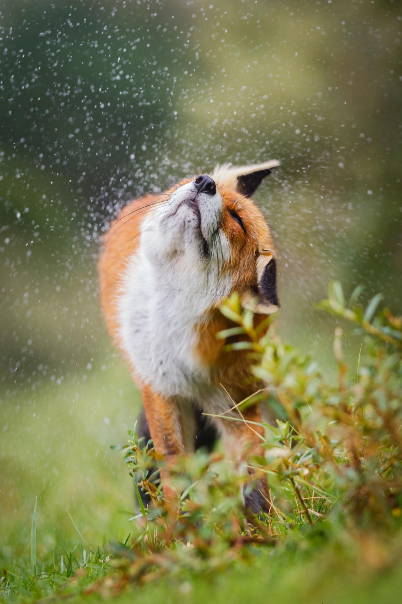 Image - Just amazing. #fox #soaked #rain #foxlovers - Post 484