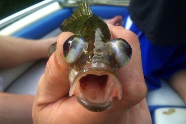 Image - Remember the toys who's eyes pop out, here's a real fish too.  - Post 670